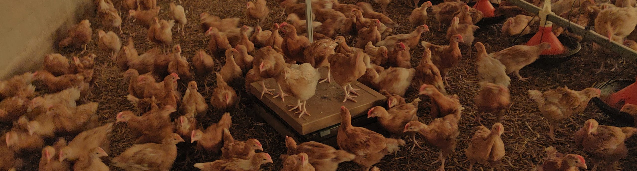 avium-balance-connectee-slide1-2